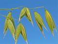 oat 